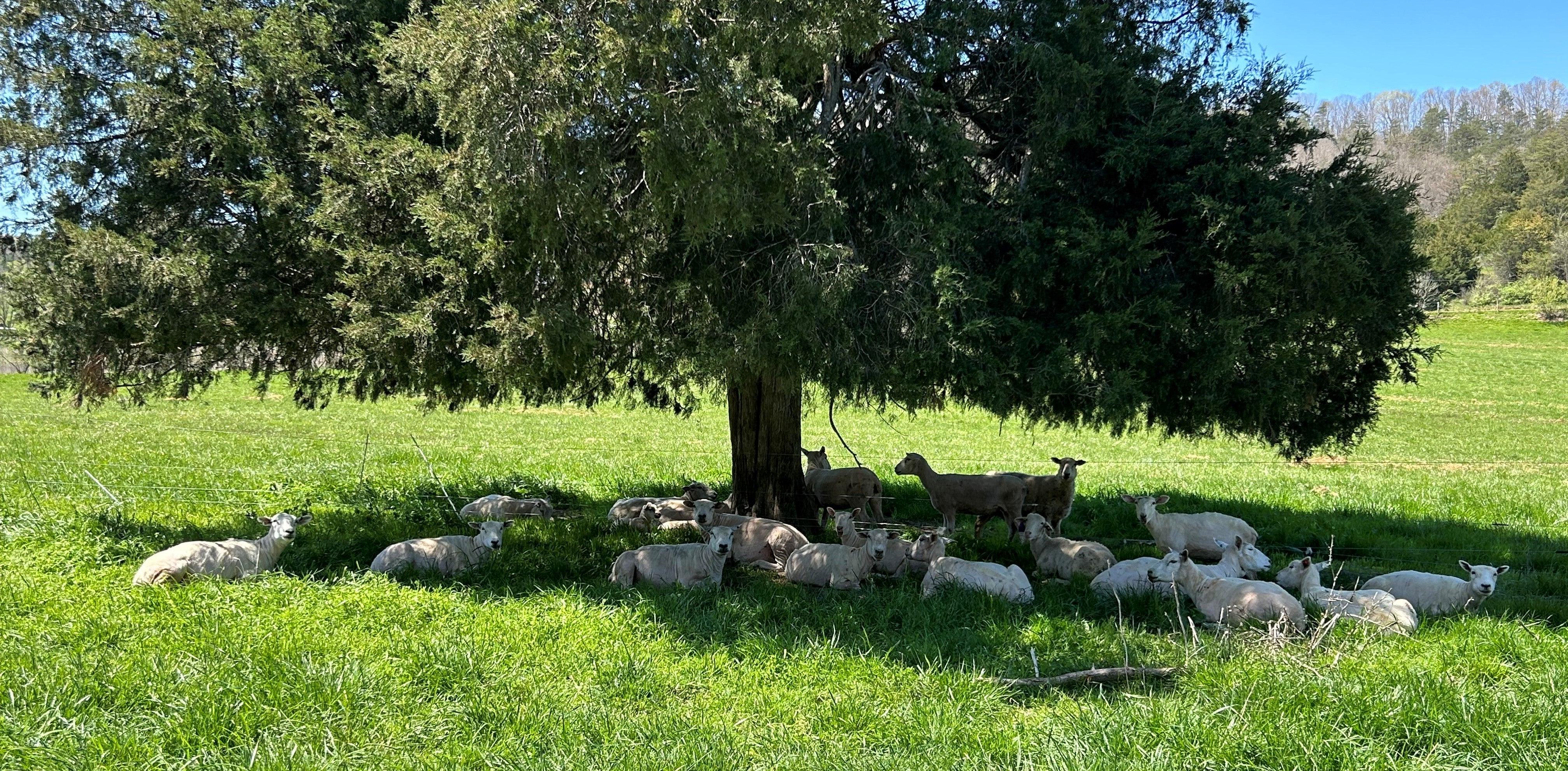 hair sheep